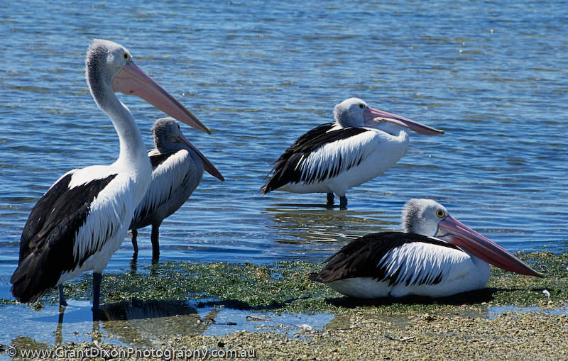 image of Pelicans awaiting