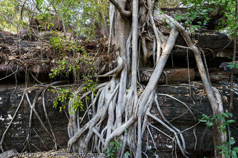 image of Kakadu fig roots