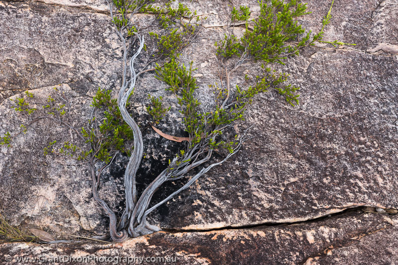 image of Cascades prostrate shrub 3