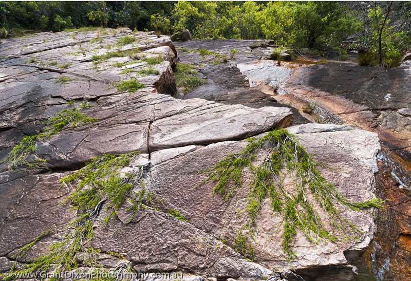 image of Cascades prostrate shrubs 2