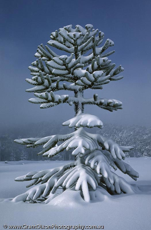 image of Snowy Araucaria 1