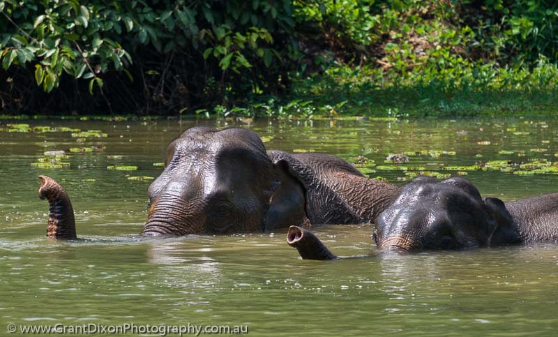 image of Sayaboury elephant snorkels