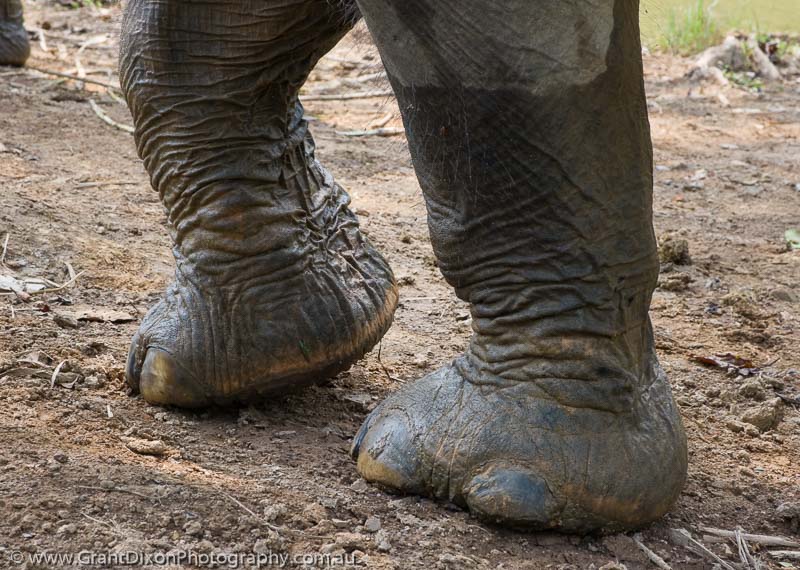 image of Sayaboury elephant feet