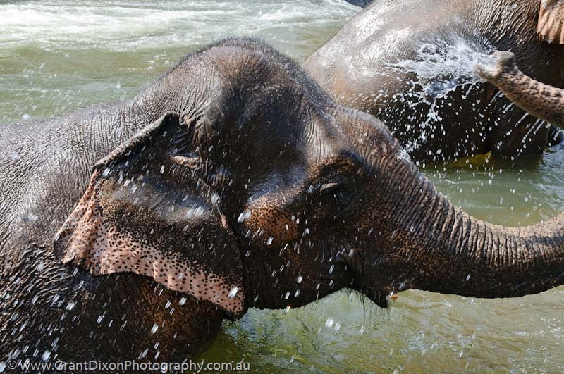 image of Elephant wash