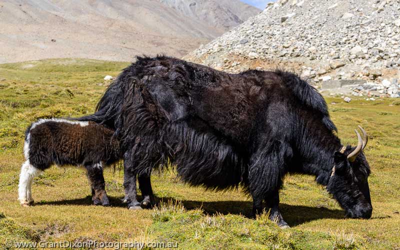 image of Ladakh yak calf 1
