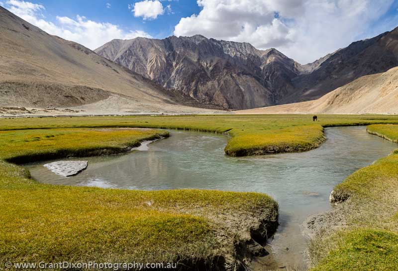 image of Ladakhi mountain grassland