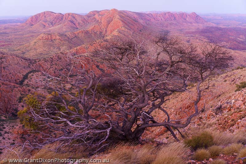 image of Chewings Range twisted tree dusk