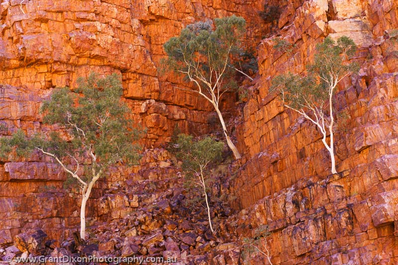 image of Ormiston Gorge Ghost Gums