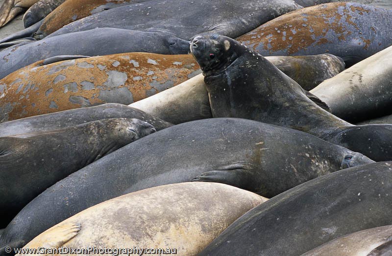 image of Elephant seal dozing 2