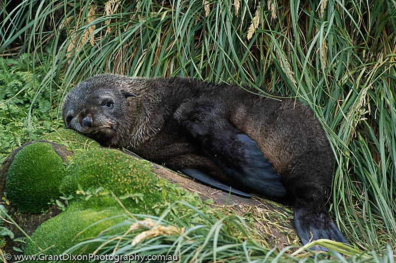 image of Fur seal pup 2