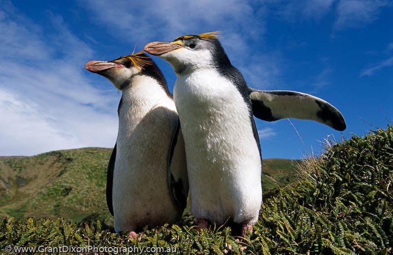 image of Royal penguin pair 2