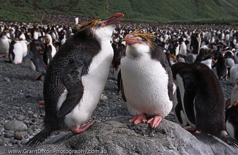 image of Royal penguin pair 4