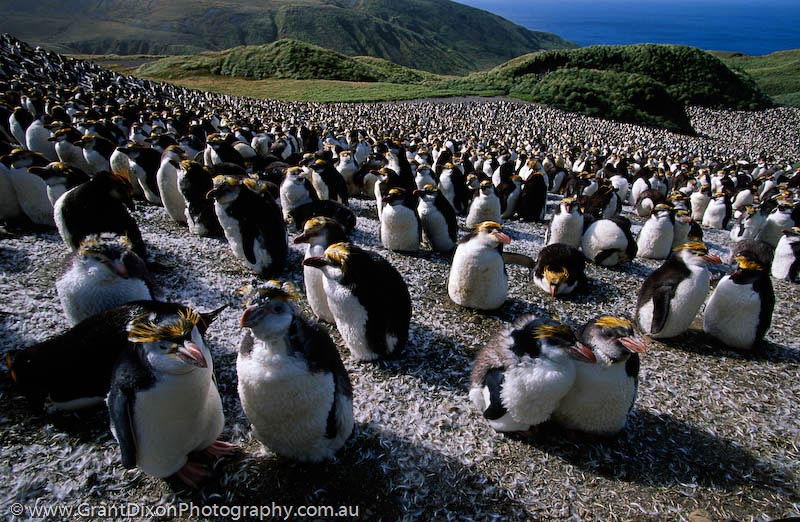 image of Royal penguins moulting 1