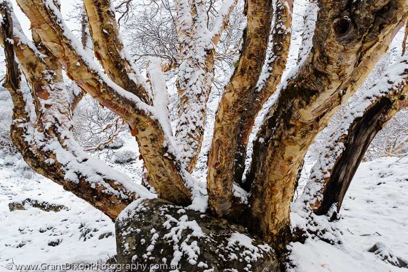 image of Chyarga snowy Birch tree 3