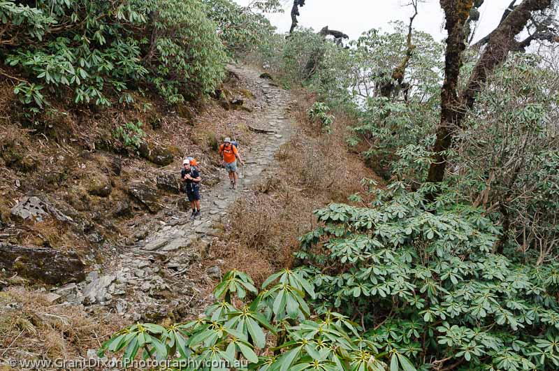 image of Rhododendron forest trekkers