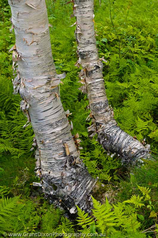 image of Utladalen birch