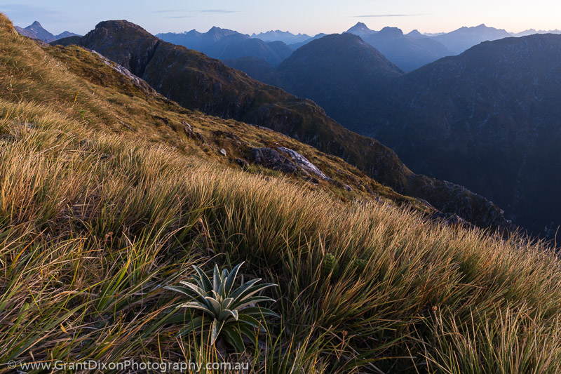 image of Fiordland daisy & snowgrass dawn 1