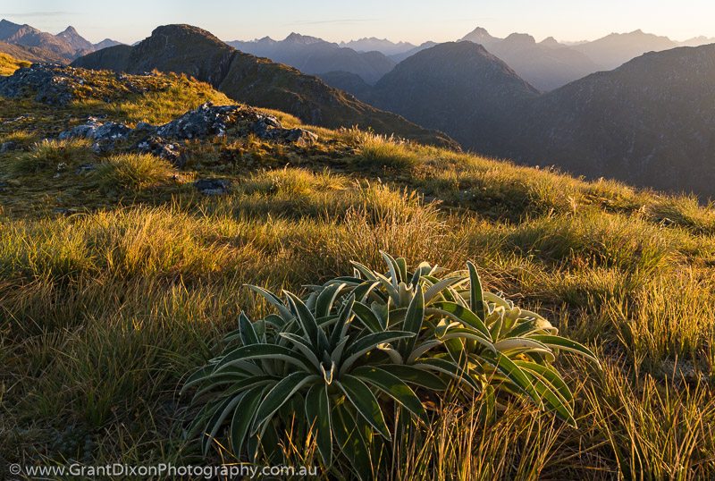 image of Fiordland daisy & snowgrass dawn 2