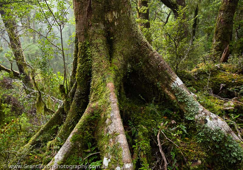 image of Skippers Range buttress tree