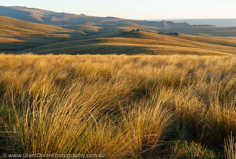 image of Garvie tussock grassland 1