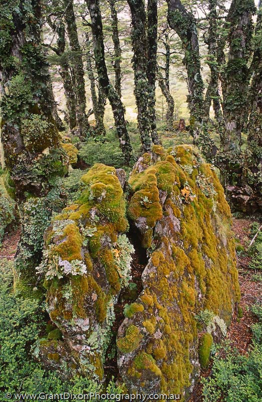 image of Nelson Lakes mossy forest