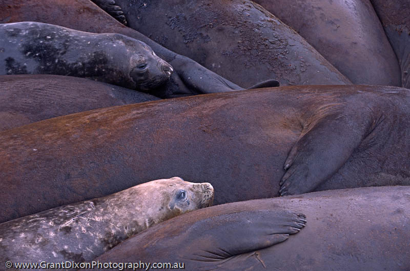 image of Elephant seal stack 4