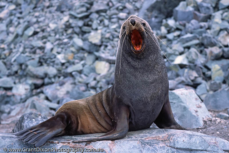 image of Fur seal gape