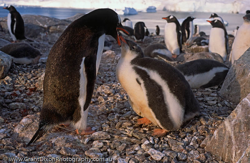 image of Gentoo penguin feeding
