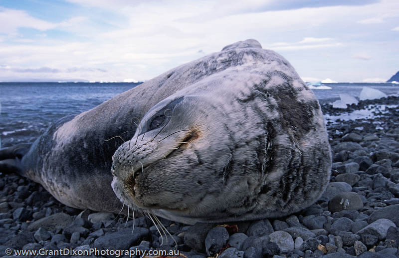 image of Hope Bay Weddell seal
