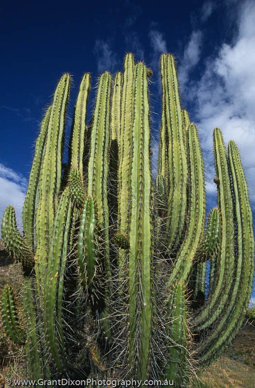 image of Colca cactus 1