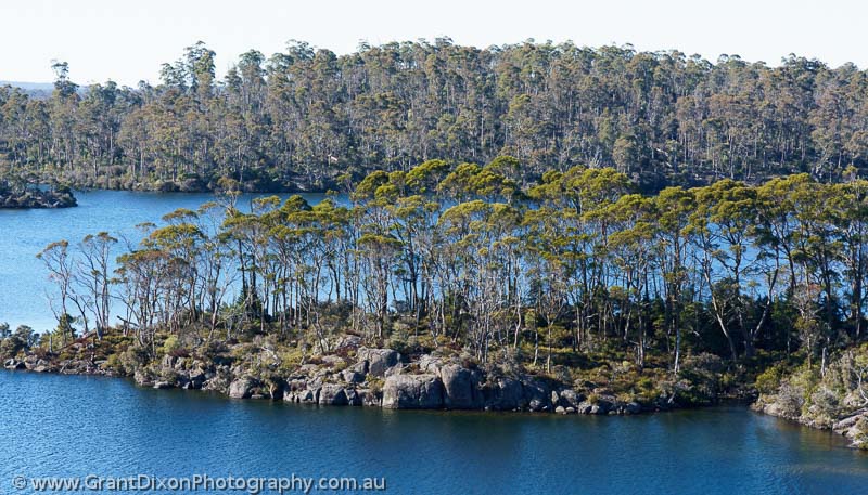 image of Lake Malbena trees