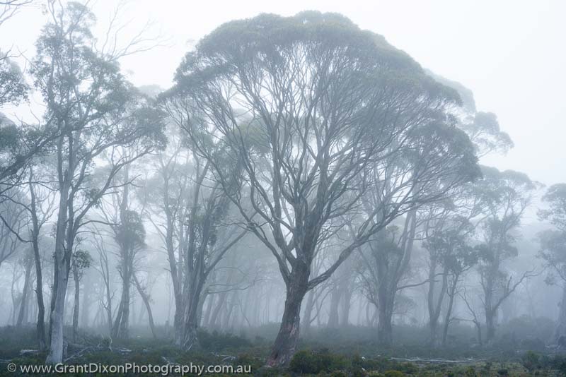 image of Central Plateau misty woodland