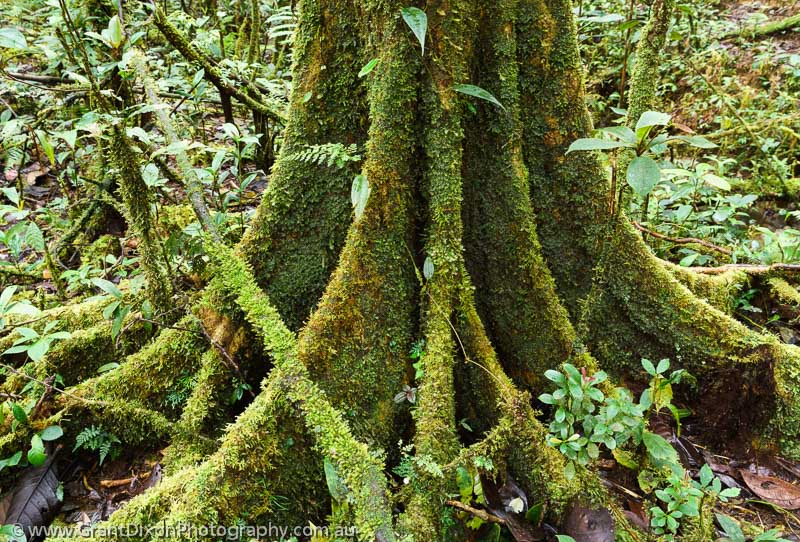 image of Kam Valley mossy tree
