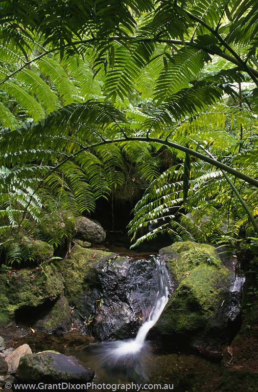 image of Rarotonga fern cascade