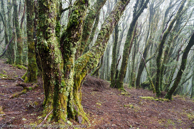 image of Rainforest lichen 1