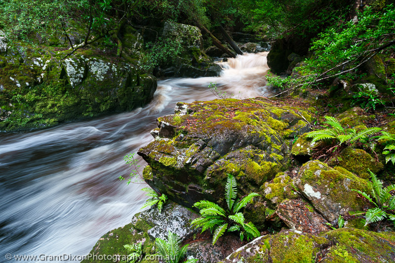 image of Vale River ferns