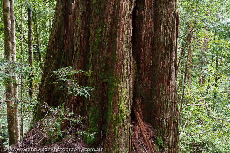 image of Vale eucalypt bole 2