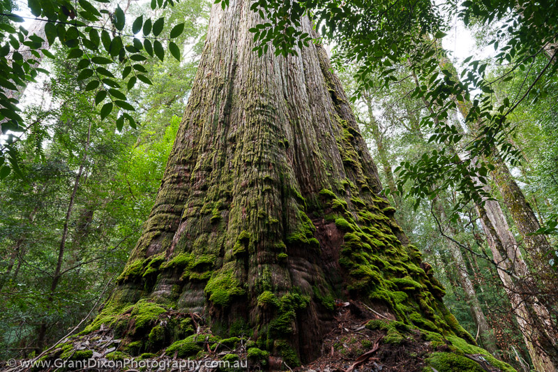 image of Vale eucalypt bole 1