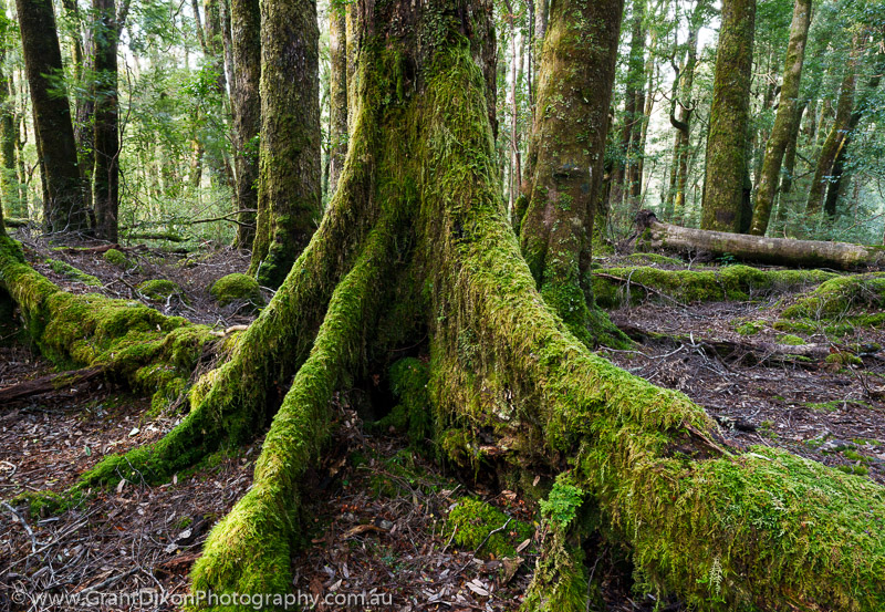 image of Vale buttress roots 1