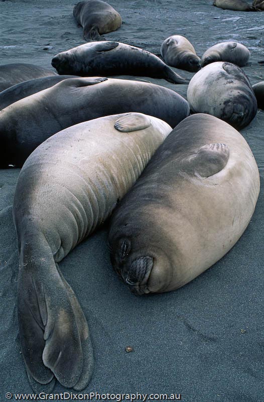 image of Elephant seal weaner sausages 3
