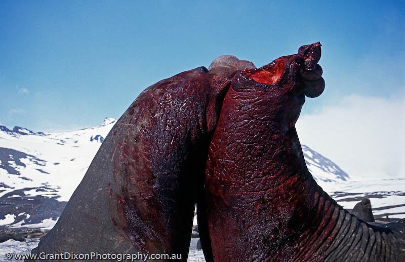 image of Elephant seal fight 2