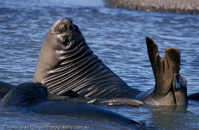 image of Elephant seal weaner 2