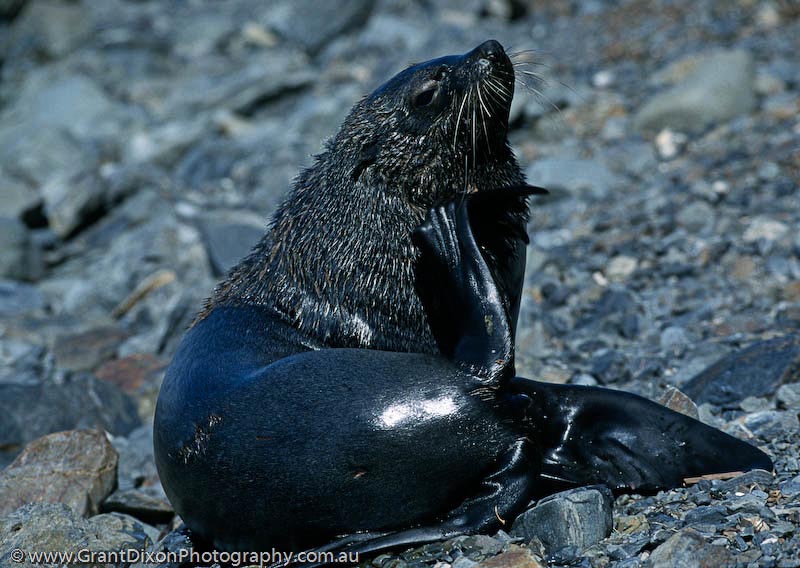 image of Fur seal flipper 1