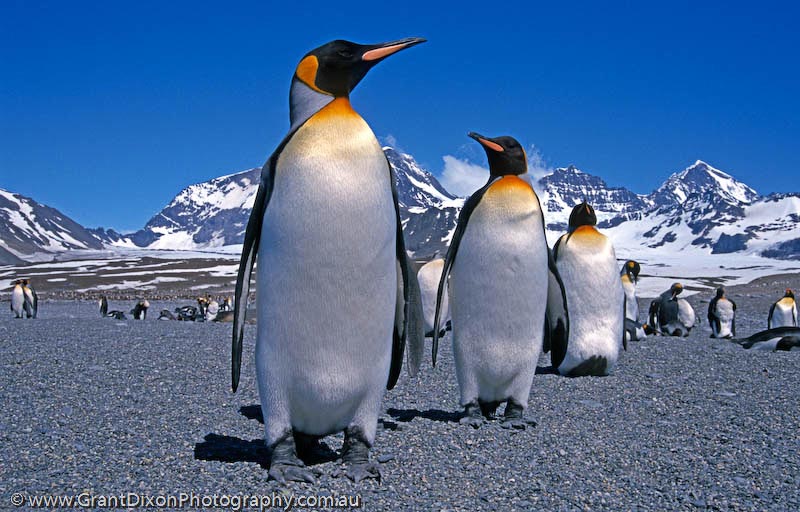 image of King penguins on beach, SG