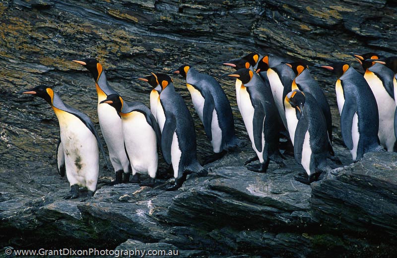 image of King penguins on rock, SG