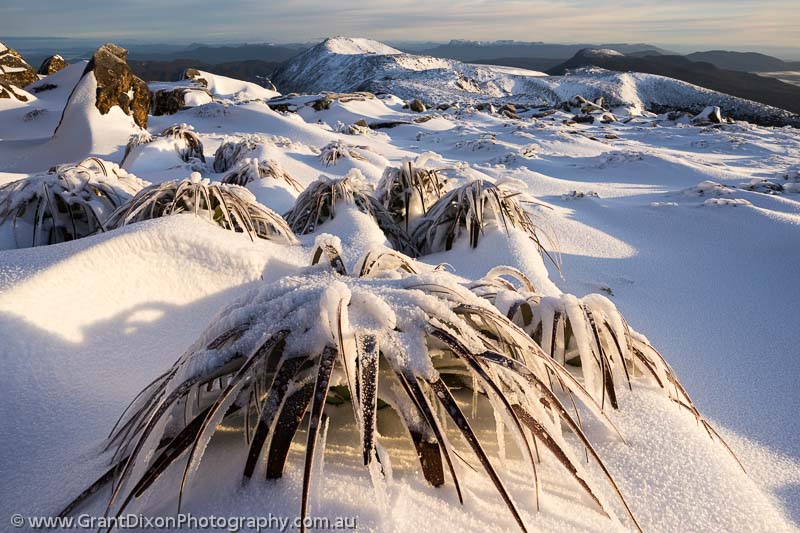 image of Snowy Range winter pandani