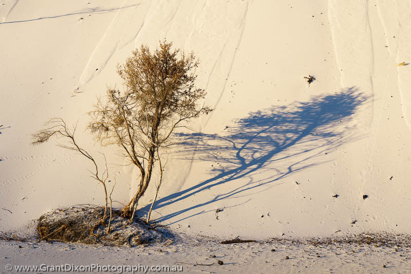 image of Dune slumped tree