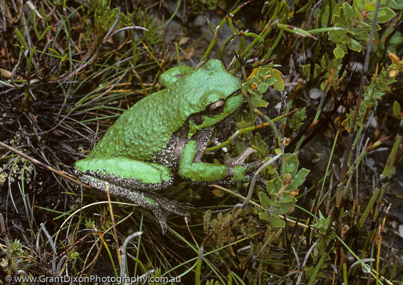image of Green tree frog