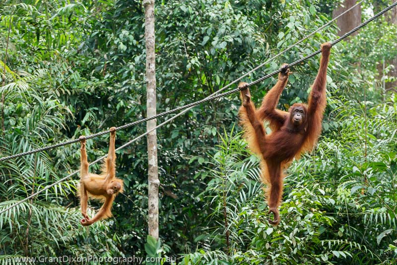 image of Semenggoh Orangutan female & baby 3