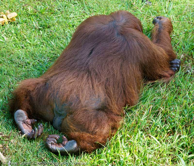image of Matang Orangutan 2